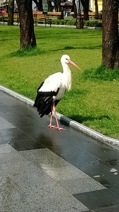 Аист Гриша в Кременчуге